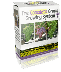 The Complete Grape Growing System Course shows how to grow 42 pounds of grapes per vine.